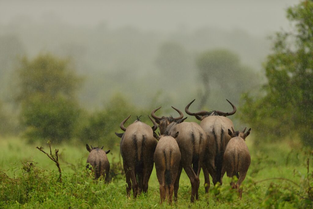 safari holidays tanzania